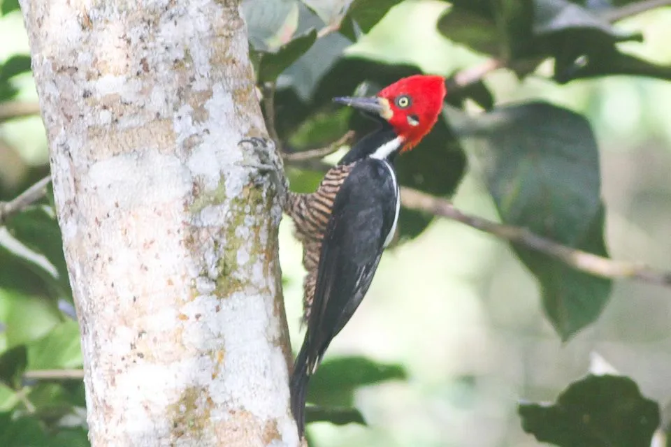 The crimson-crested woodpecker male has a red stripe extending from the bill to the throat.