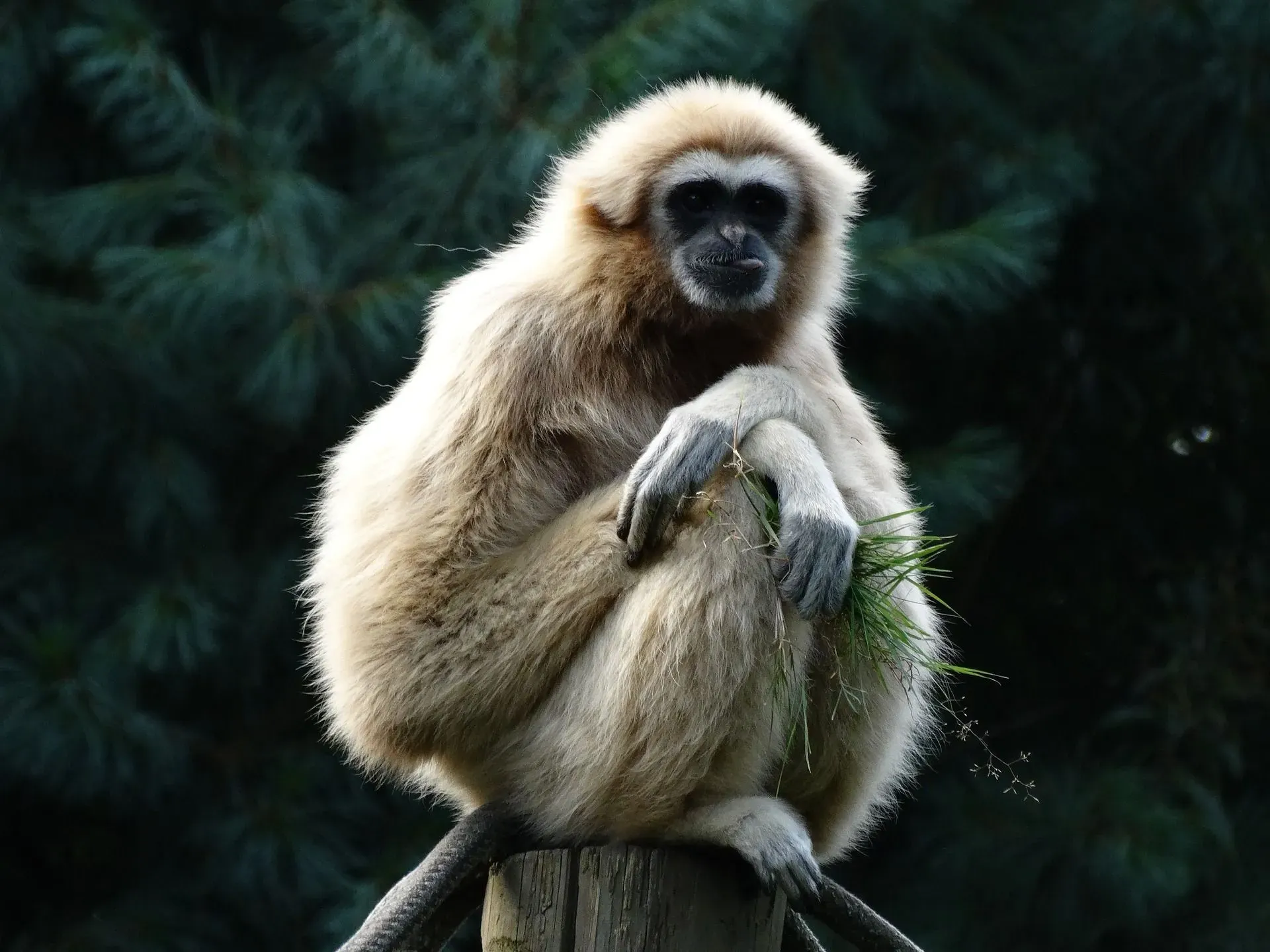 The lar gibbon ape has white-colored feet and hands.