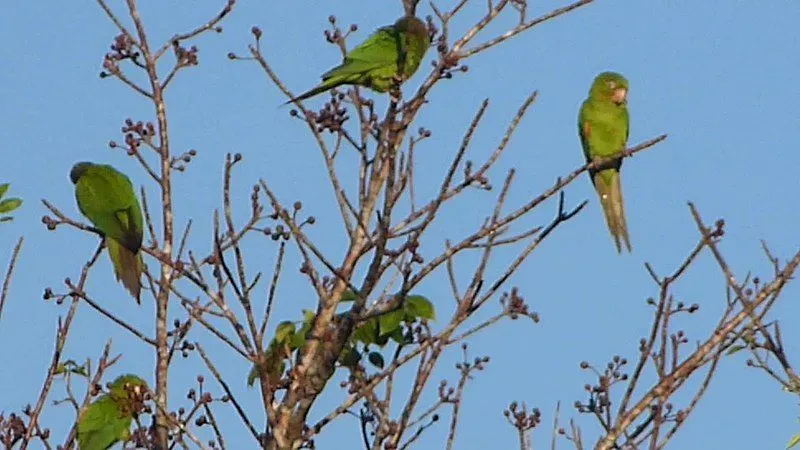The green Cuban parakeet isn't too difficult to see and identify from photos and sightings.