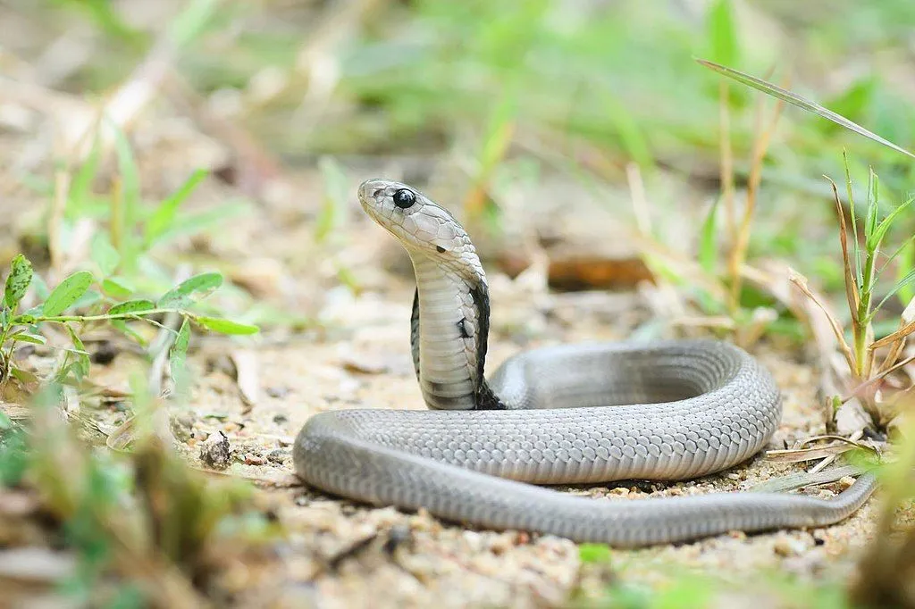The Indochinese spitting cobra has a black body with white spots.