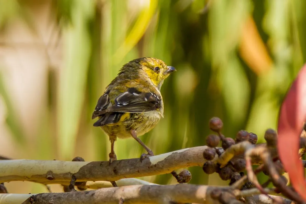 Discover these exciting Forty-Spotted Pardalote facts.