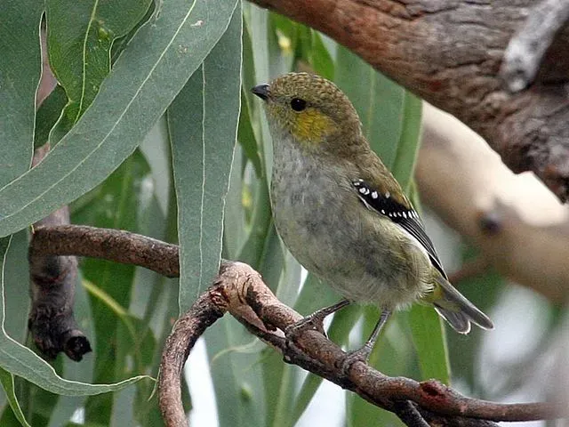 The olive green color often mixes these birds with leaves.