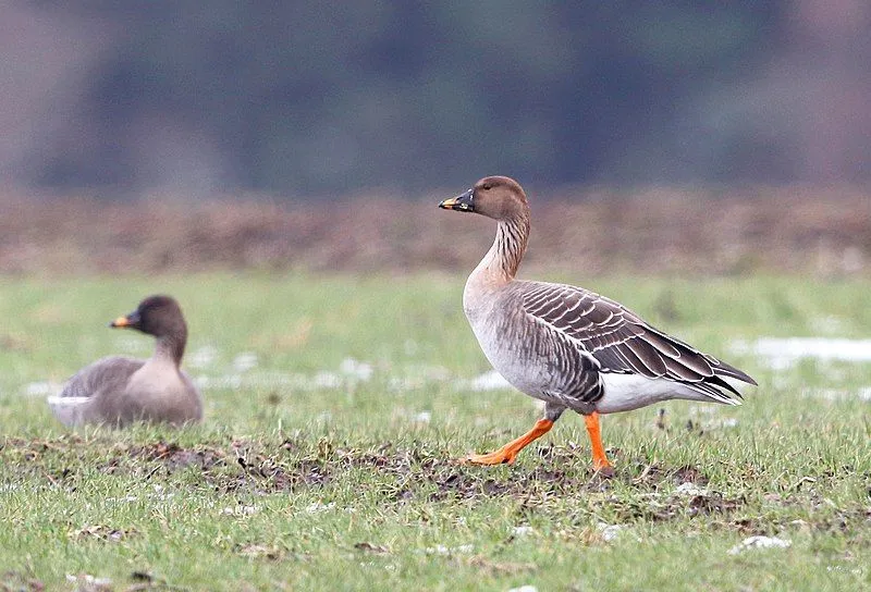 The taiga bean goose has a bright orange band on its bill and orange legs and feet.