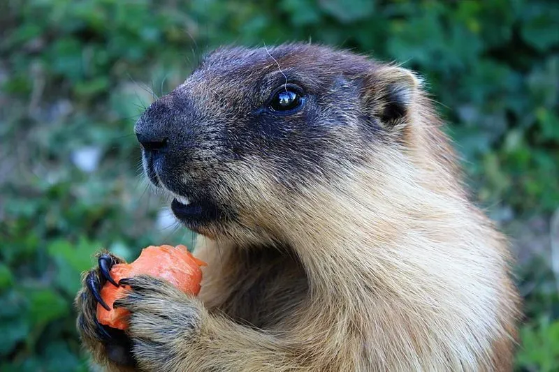 The tarbagan marmot has brown and gray fur and lives in burrows.