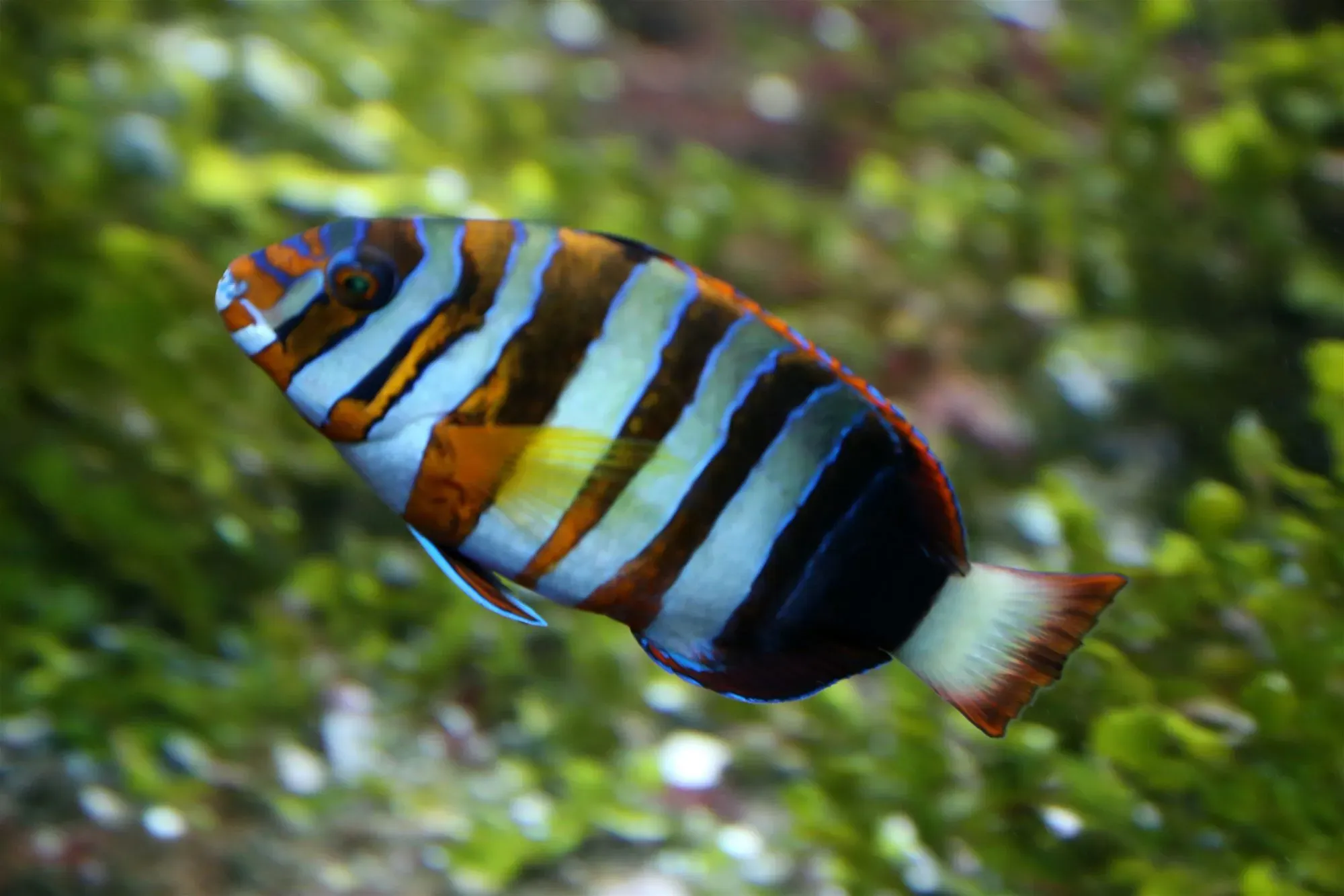 The harlequin tuskfish has alternating orange and white bands with blue borders on its body.