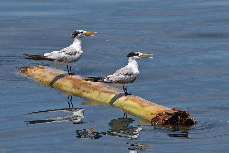 Here are some lesser crested tern facts which you are sure to love.