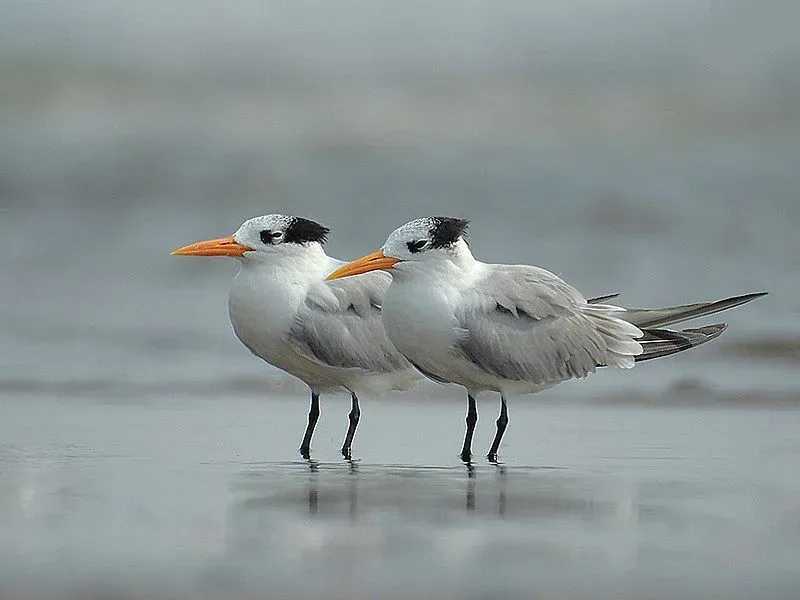 The lesser crested tern, Thalasseus bengalensis, can be found mostly in coastal areas.