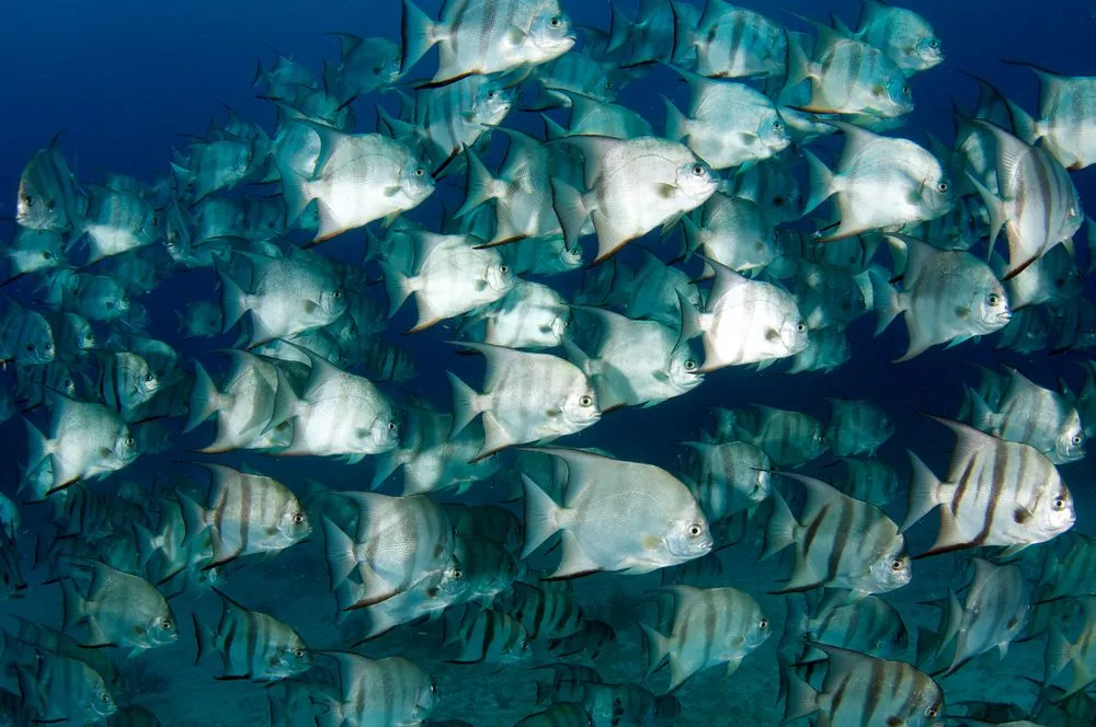 Discover captivating Atlantic spadefish facts about its habitat, body, range, and more!