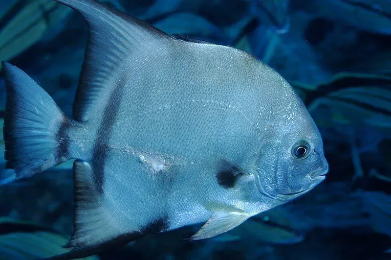 The Atlantic spadefish has black vertical bands on its dazzling silver body!