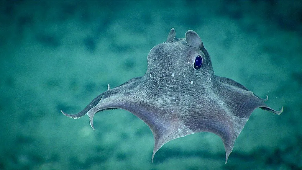 dumbo octopus eggs