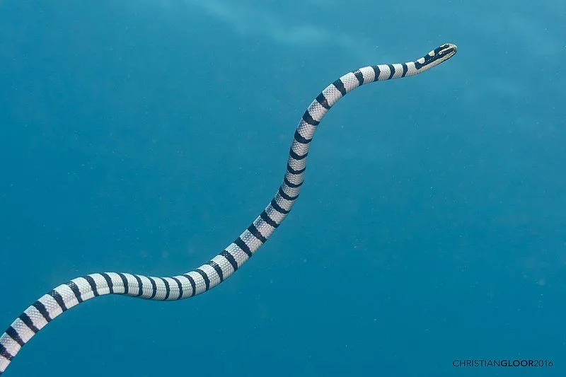 Discover yellow-lipped sea krait facts about its range, habitat, appearance, and much more!