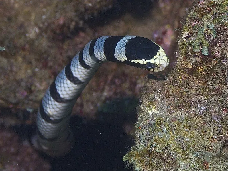 The yellow-lipped sea krait derives its name from its yellow-colored upper lip and snout!