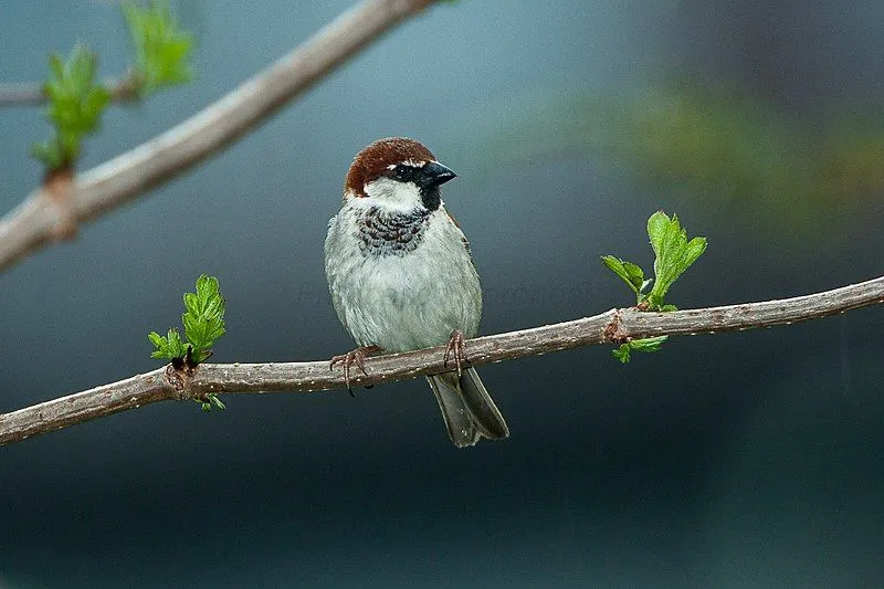 The male and female Italian sparrow look identical except for the white crown males have.