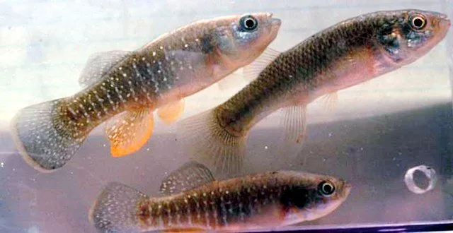 Here are some interesting and fun mummichog facts to ponder upon.