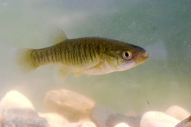 It is an olive green species of males with a soft yellow dorsal fin.
