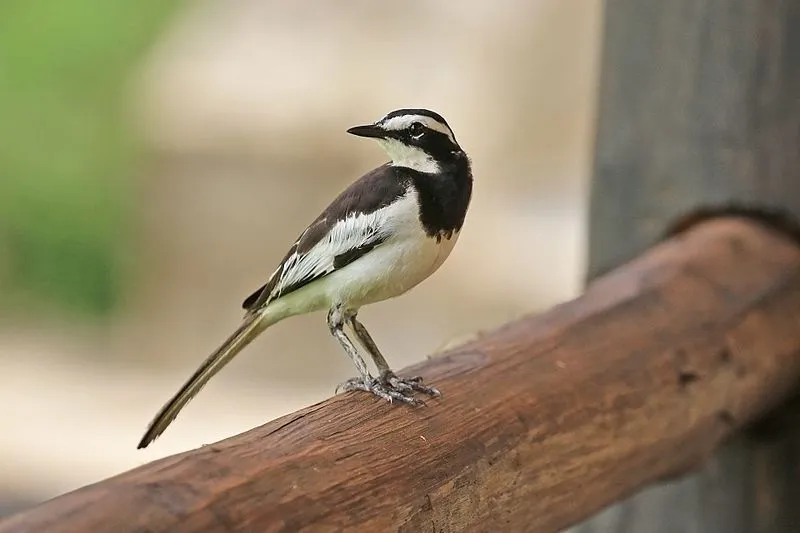 Discover fascinating African pied wagtail facts about its black and white description.