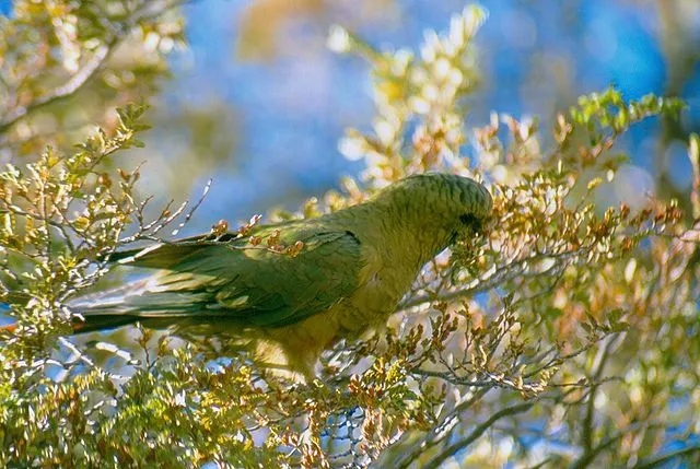 Fun Austral Parakeet Facts For Kids