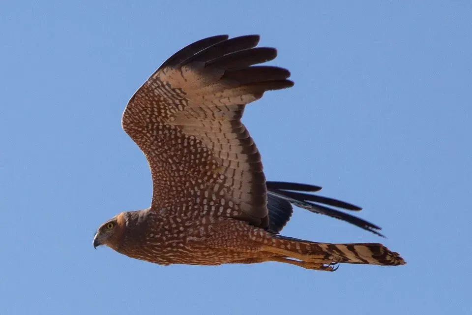 Spotted harriers have a dark brown with white spots and black body coloration.
