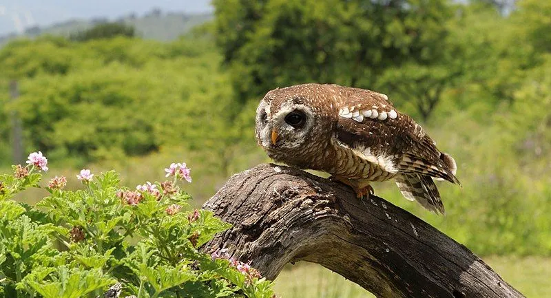 Discover fascinating African wood owl facts about its description, habitat, and diet.