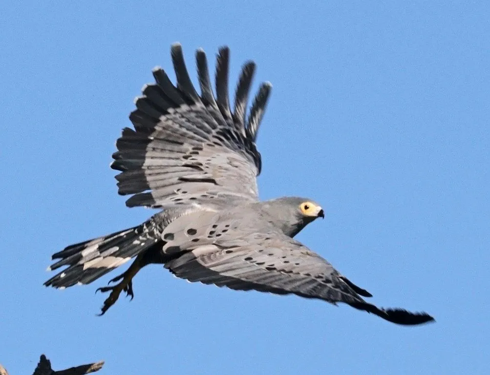 how big is a harrier hawk