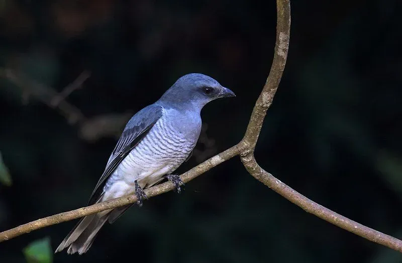The large cuckooshrike's breeding season takes place during the dry months of winter.