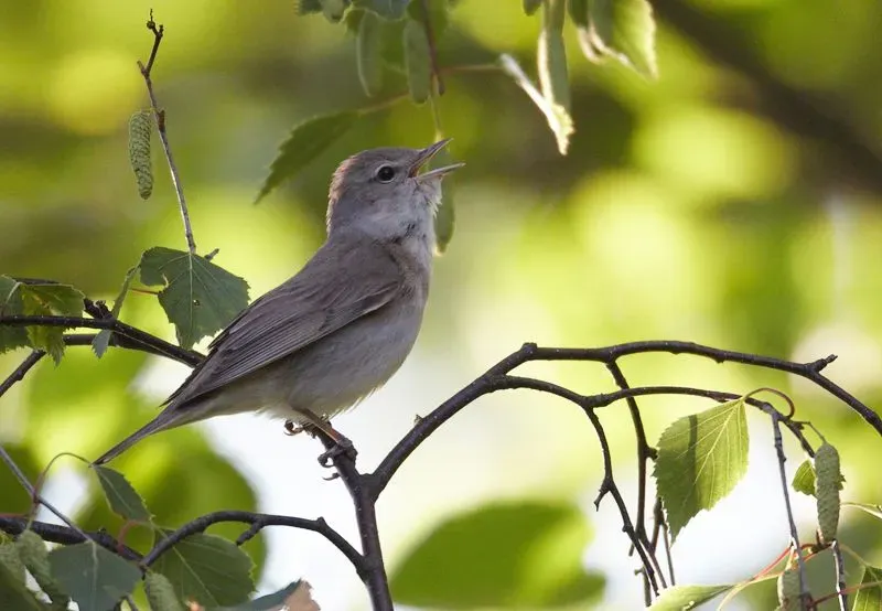 Garden warblers have a light white, brown body coloration with a black upper tail.
