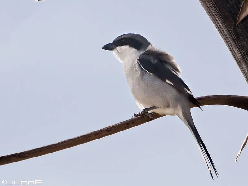 Southern grey birds have a mixture of black and clear gray coloration.