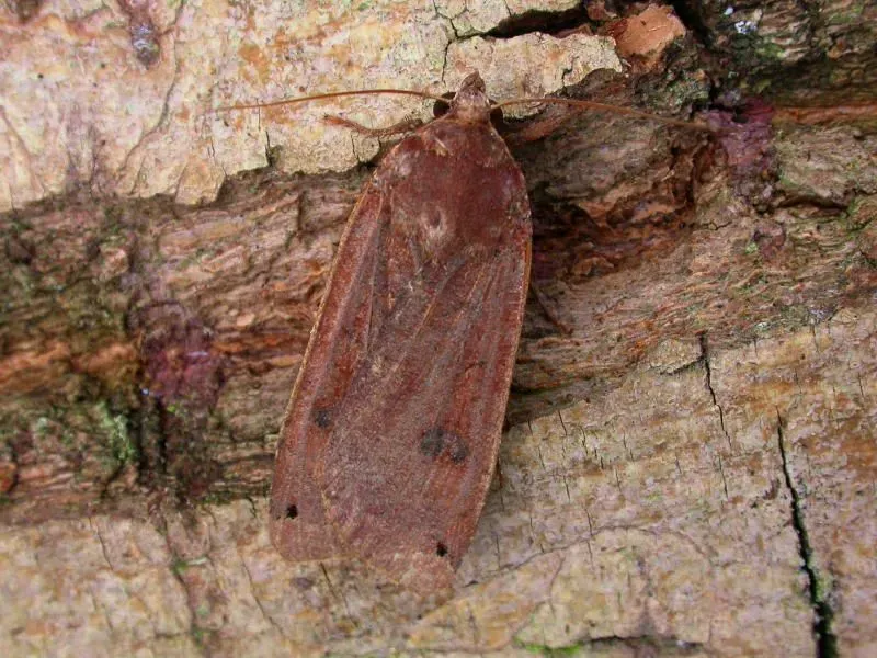 Large yellow underwing moths are plant pollinators like all other species of Noctuidae.