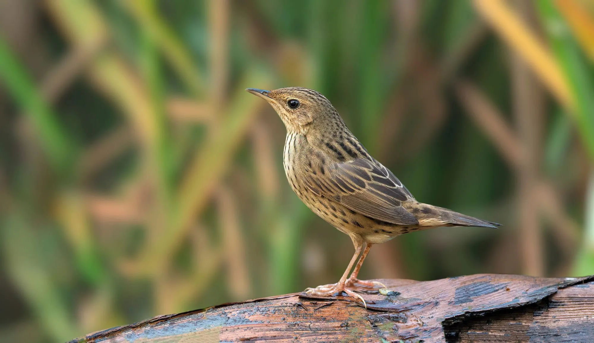 Read more fun lanceolated warbler facts here.