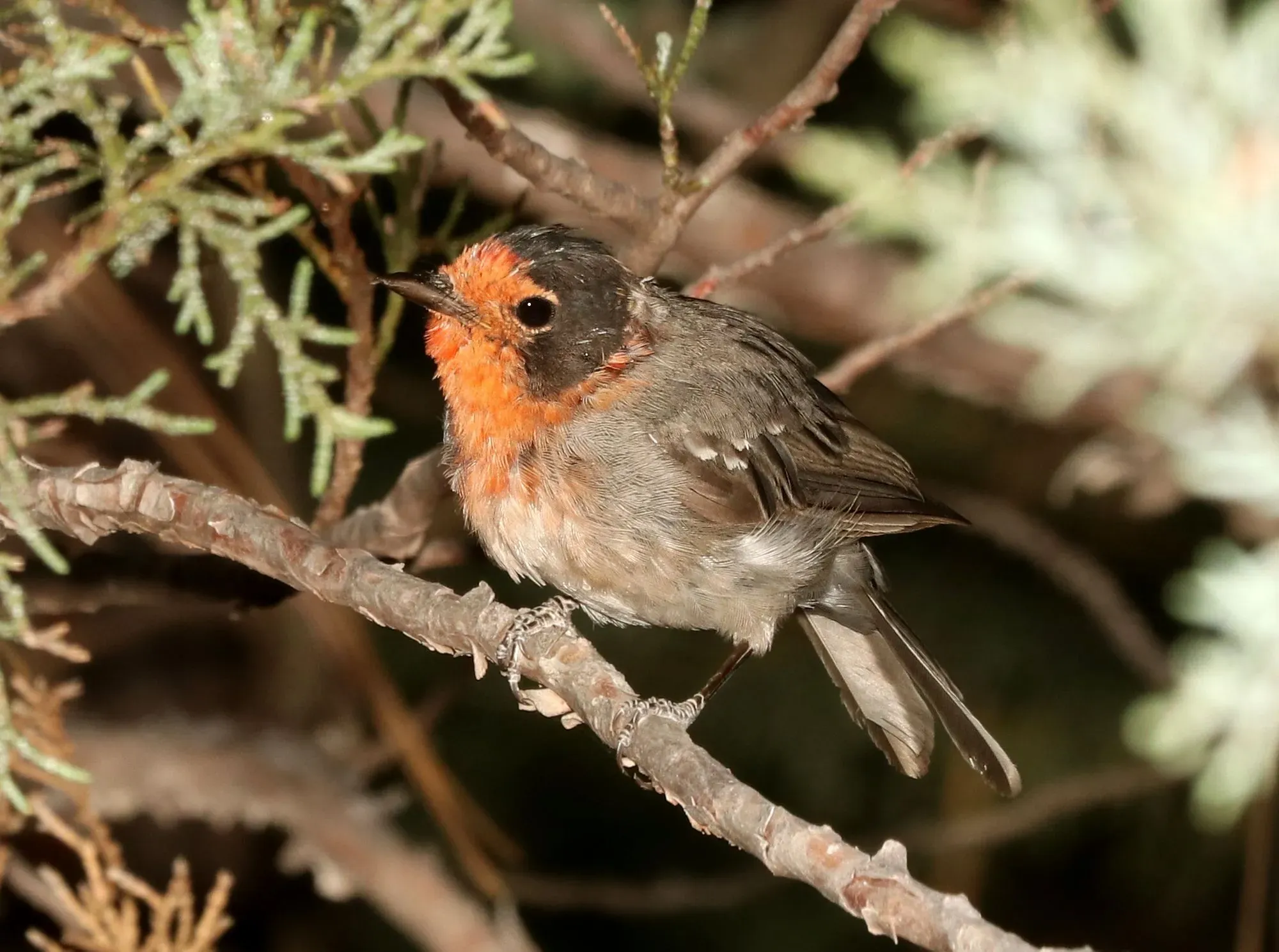 The lanceolated warbler bird species produces prolonged calls that sound like 'zizizizizi..'.