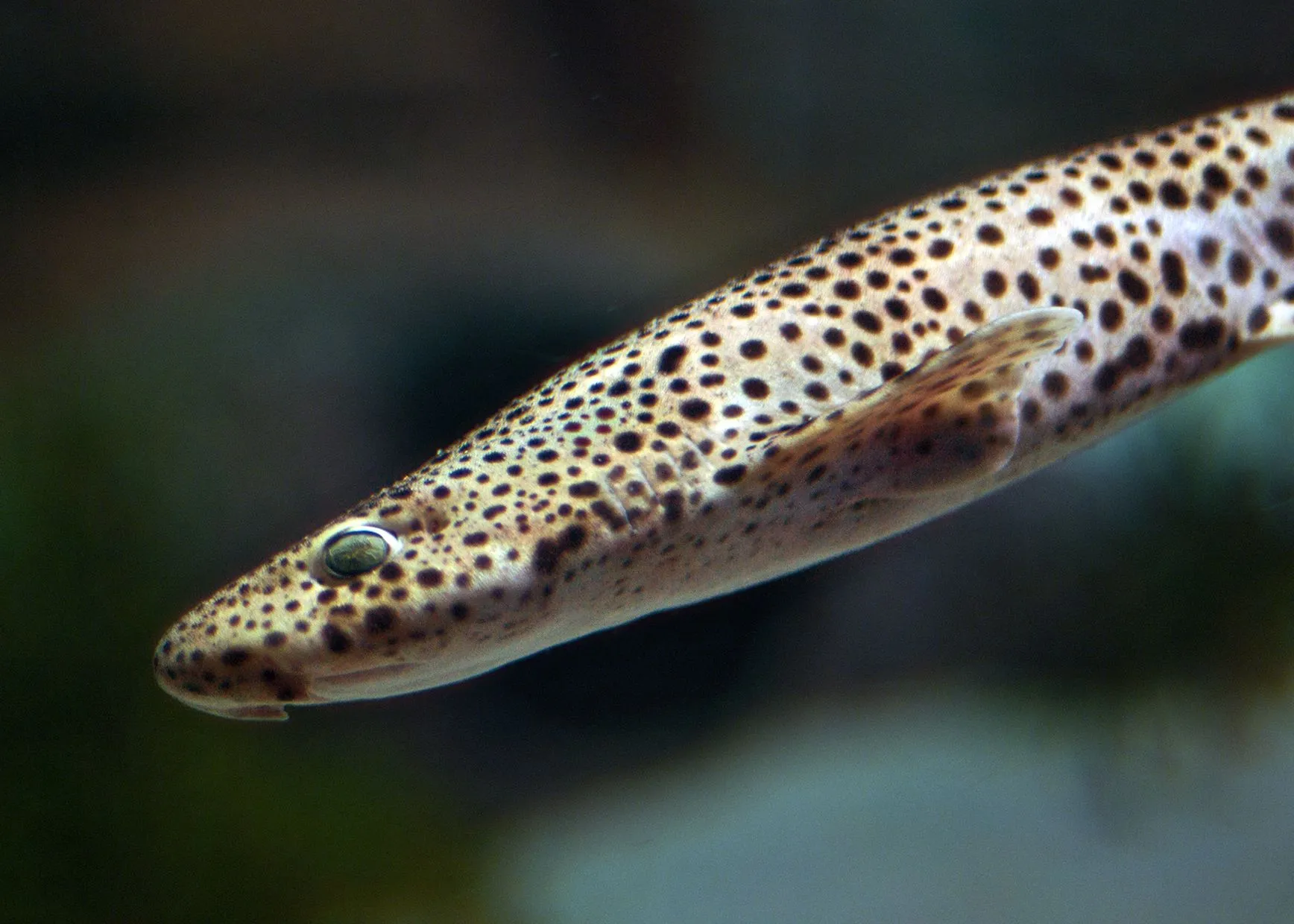 Take a look at these incredible nursehound facts.