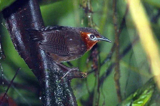 It is a brown bird with white eyering, chestnut throat, and black bars over its wings.