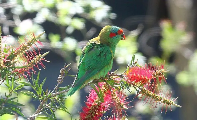 Read interesting and fun musk lorikeet facts to enhance your knowledge.