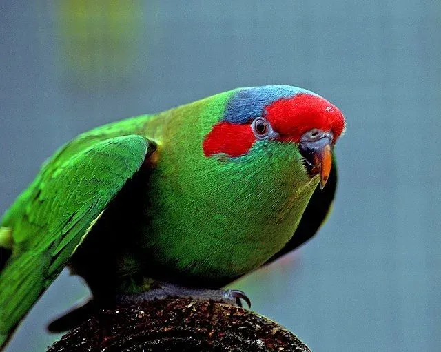 It is a bright green bird with a red forehead, a blue crown, and a yellow band around its wing.