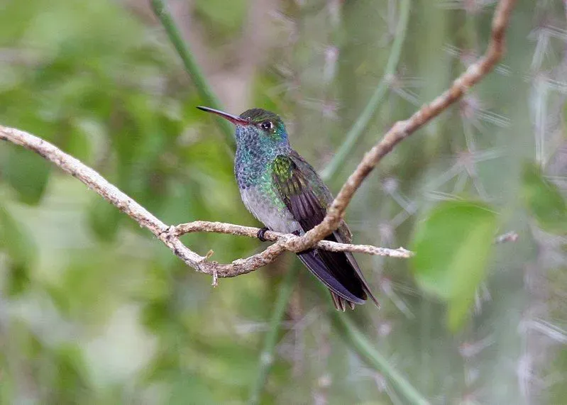 Honduran emerald hummingbird facts are about this Endangered hummingbird species belonging to the Trochilidae family