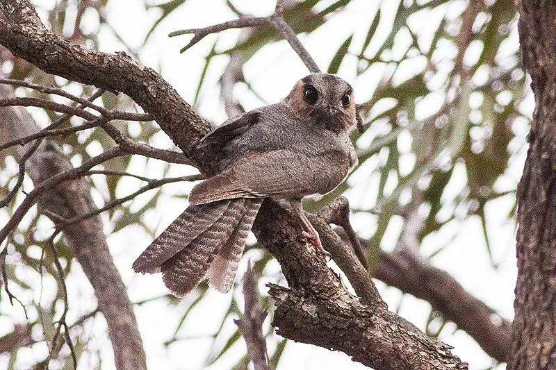 The Australian owlet-nightjar (Aegotheles cristatus) is the tiniest of all night birds observed in Australia and is also known as the moth owl, savanna owlet-nightjar, or owlet-nightjar.