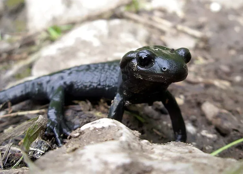 The patterns and color of the body of this salamander are some of its identifiable features.