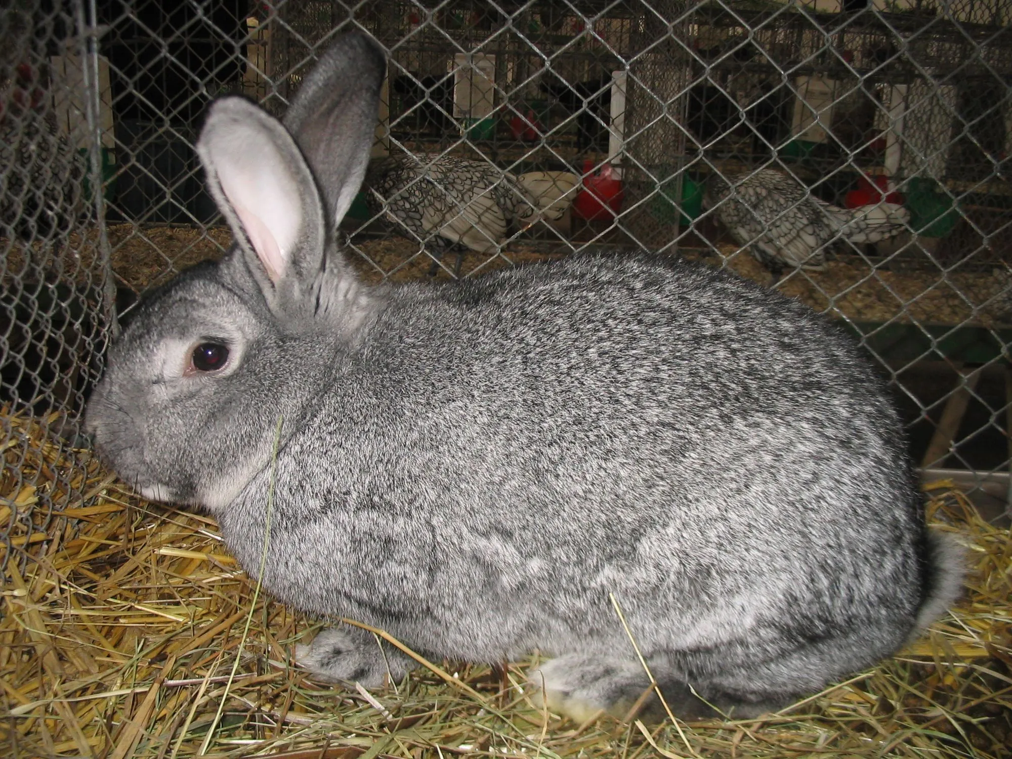 giant chinchilla rabbit vs flemish giant