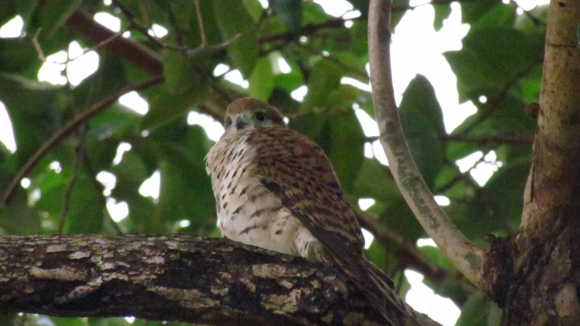 The Mauritius kestrel is rufous in color and it is also barred all over its body.
