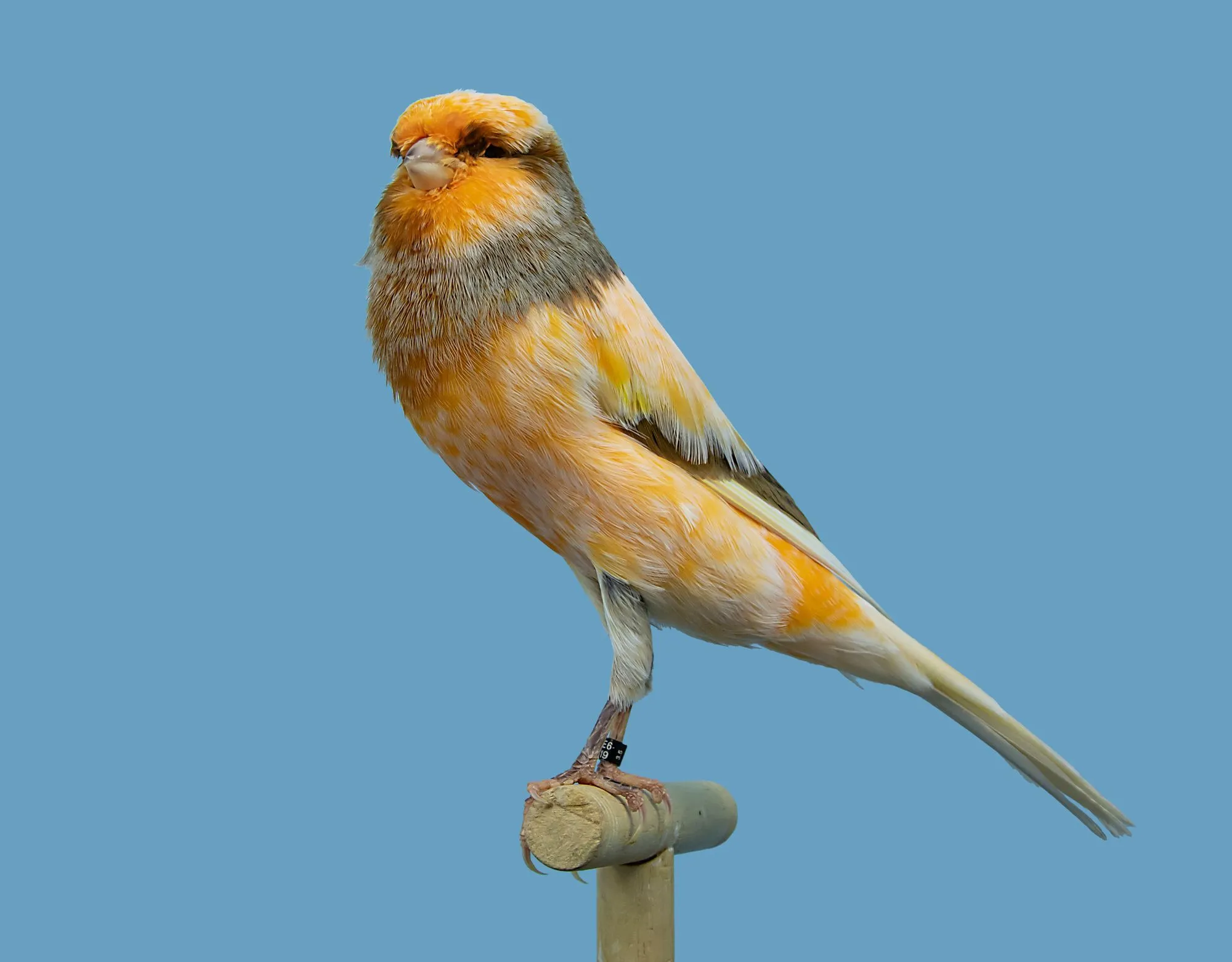 15 Amaze-wing Facts About The Yorkshire Canary For Kids