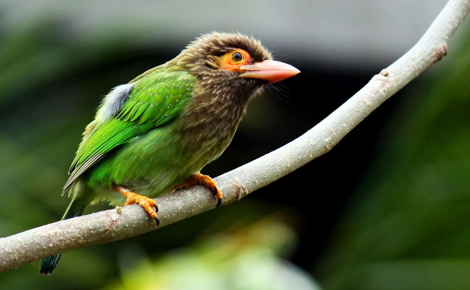 Toucans and the barbet species are near Passerine birds that have a global distribution in the tropics.