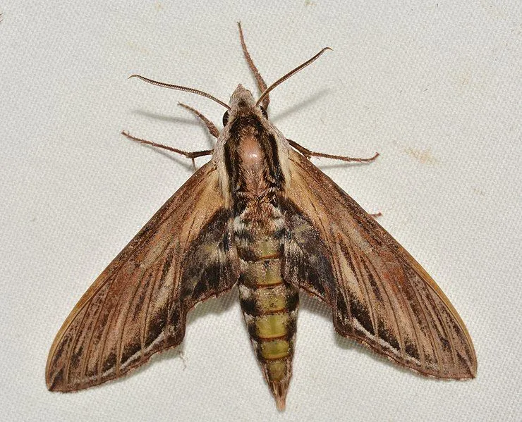 There are so many laurel sphinx moth facts to know and learn.
