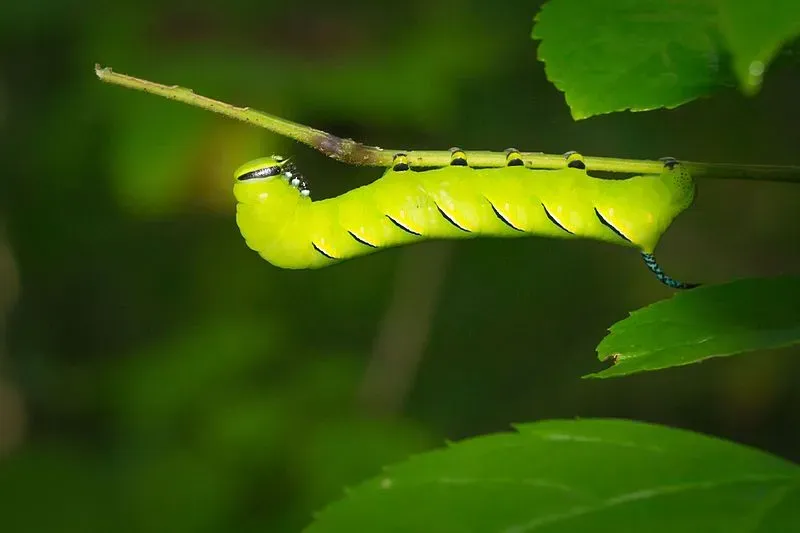 These caterpillars are yellow-green or blue-green in color and have seven white-edged diagonal lines with black above and yellow below.