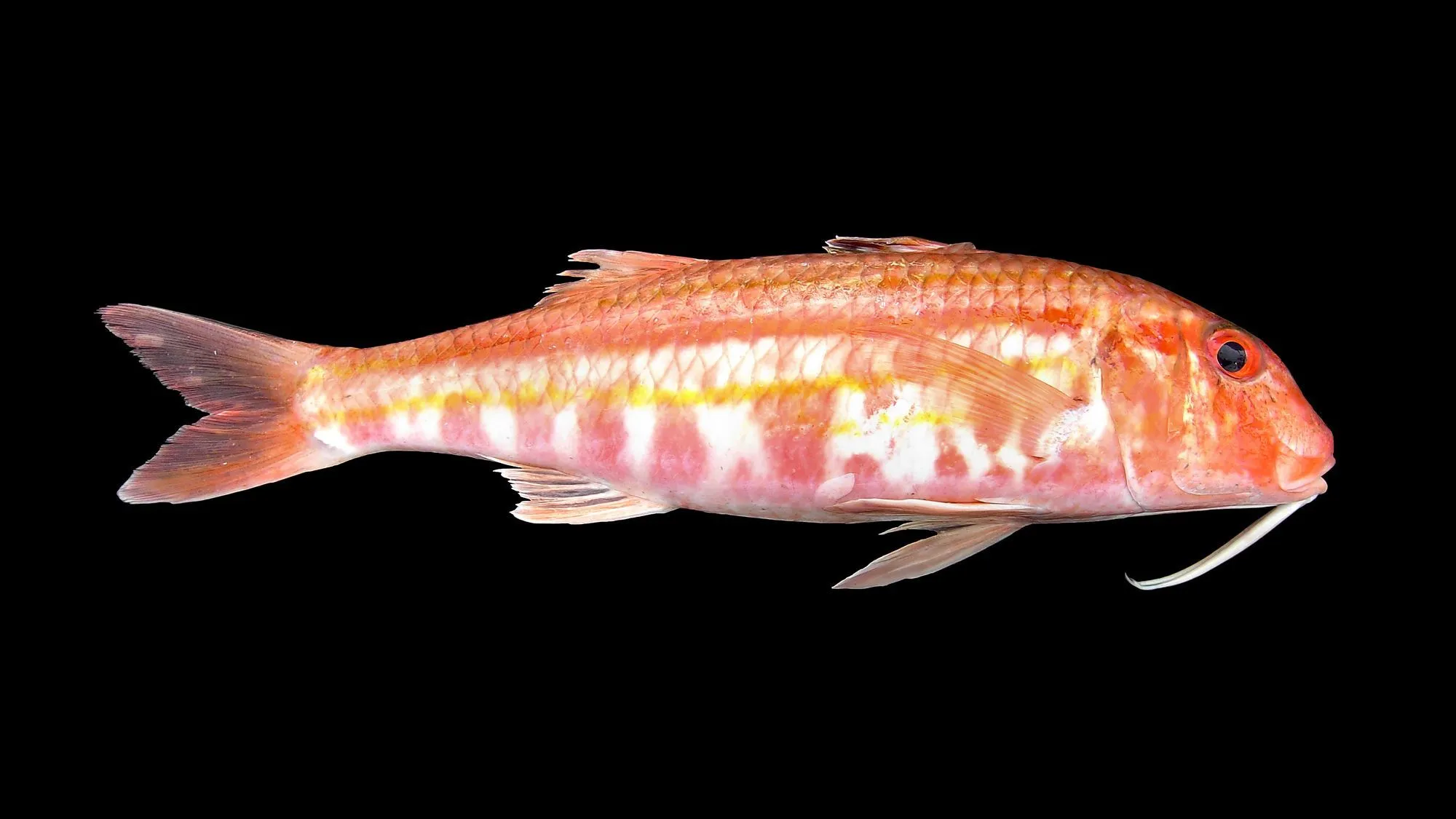 Rubyfish have a red to bright pinkish body coloration.