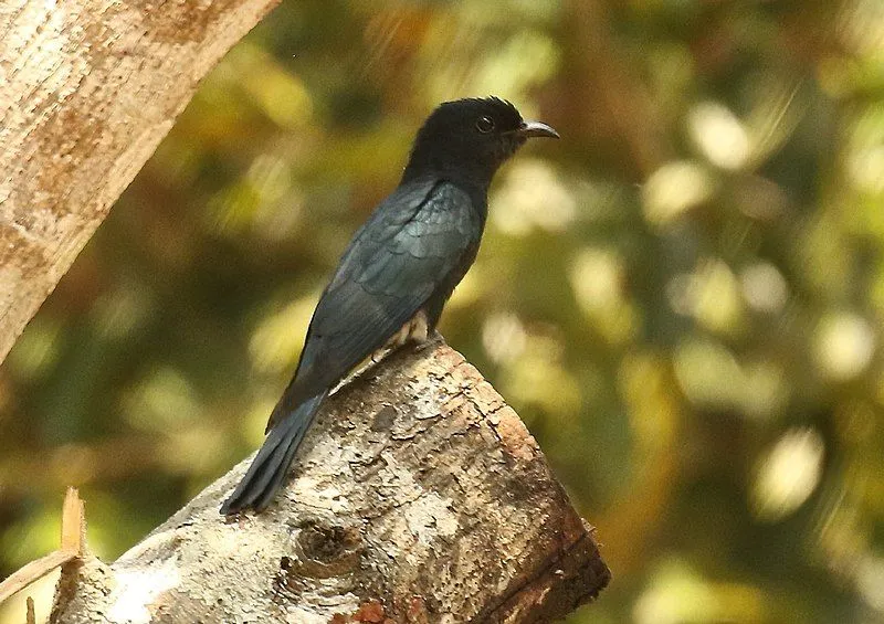 The square-tailed drongo-cuckoo range includes parts of Southeast Asia.