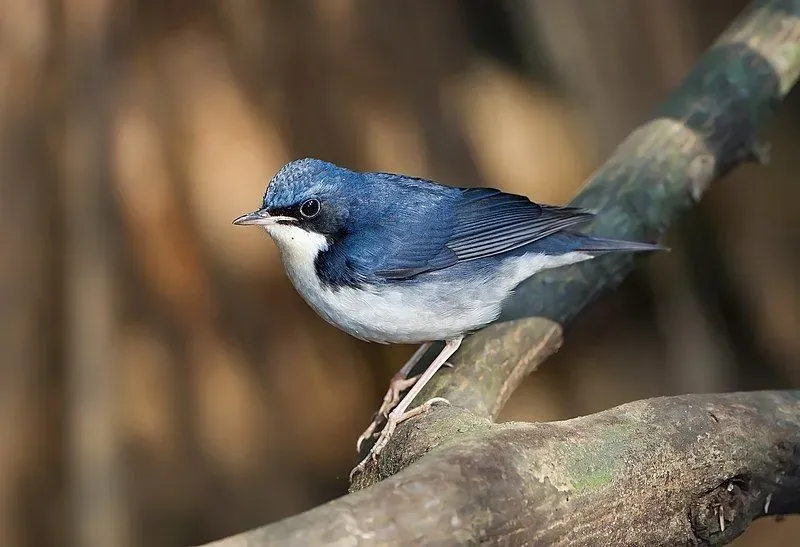 The Siberian blue robin (Larvivora cyane) is a tiny passerine bird that was once categorized as a species of the Turdidae thrush family.
