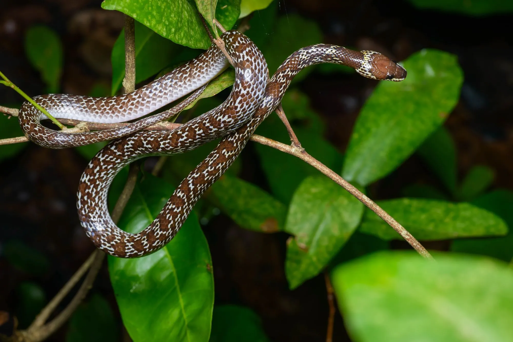Discover fun common wolf snake facts here and learn more about this wonderful yet mysterious reptile.