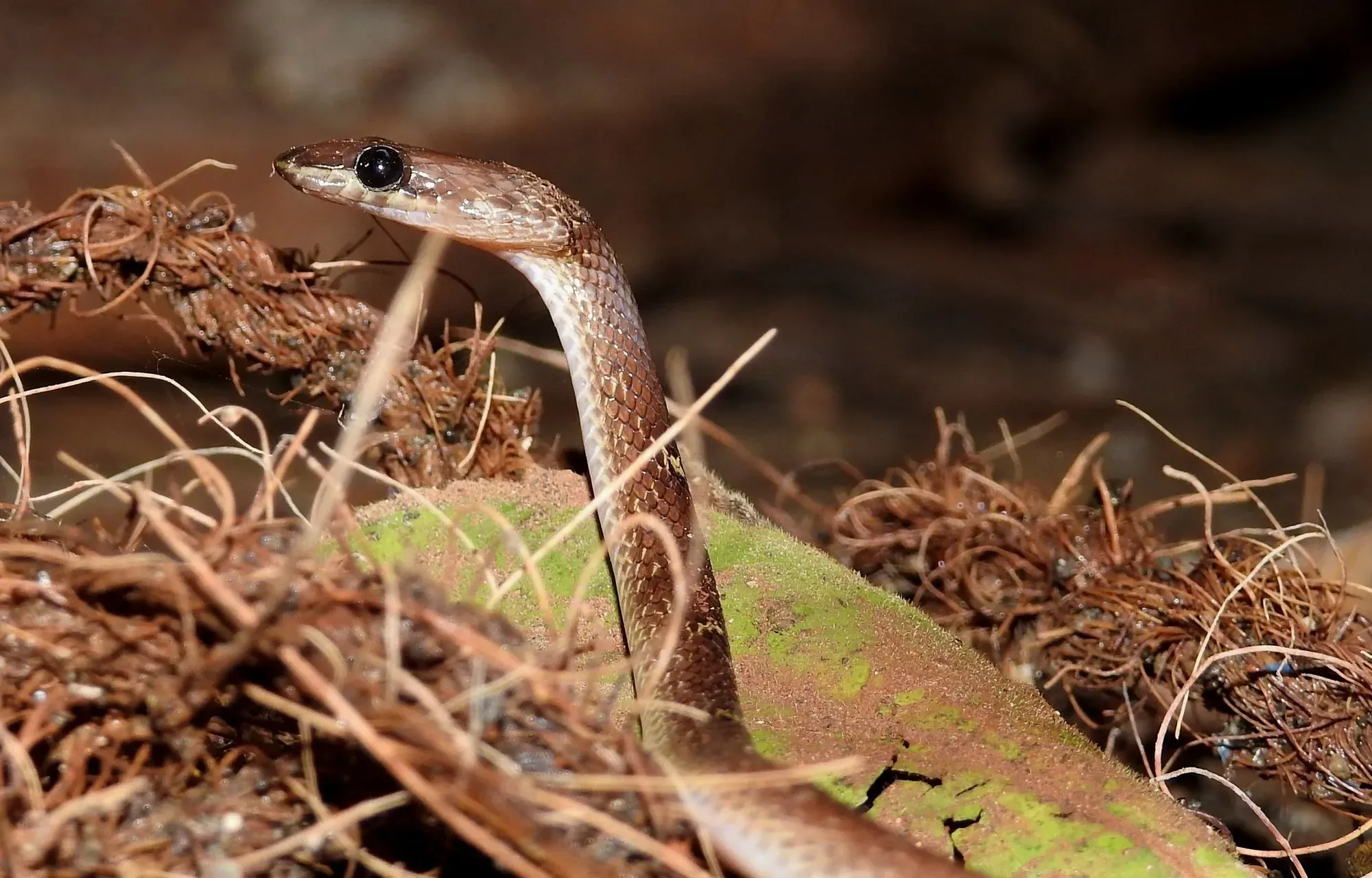 The common wolf snake's upper lip is enlarged, and the snout is broad and sunken.