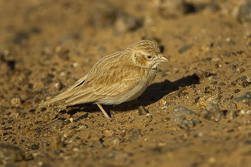 Desert larks are pale brown in color but have reddish color on their wing.