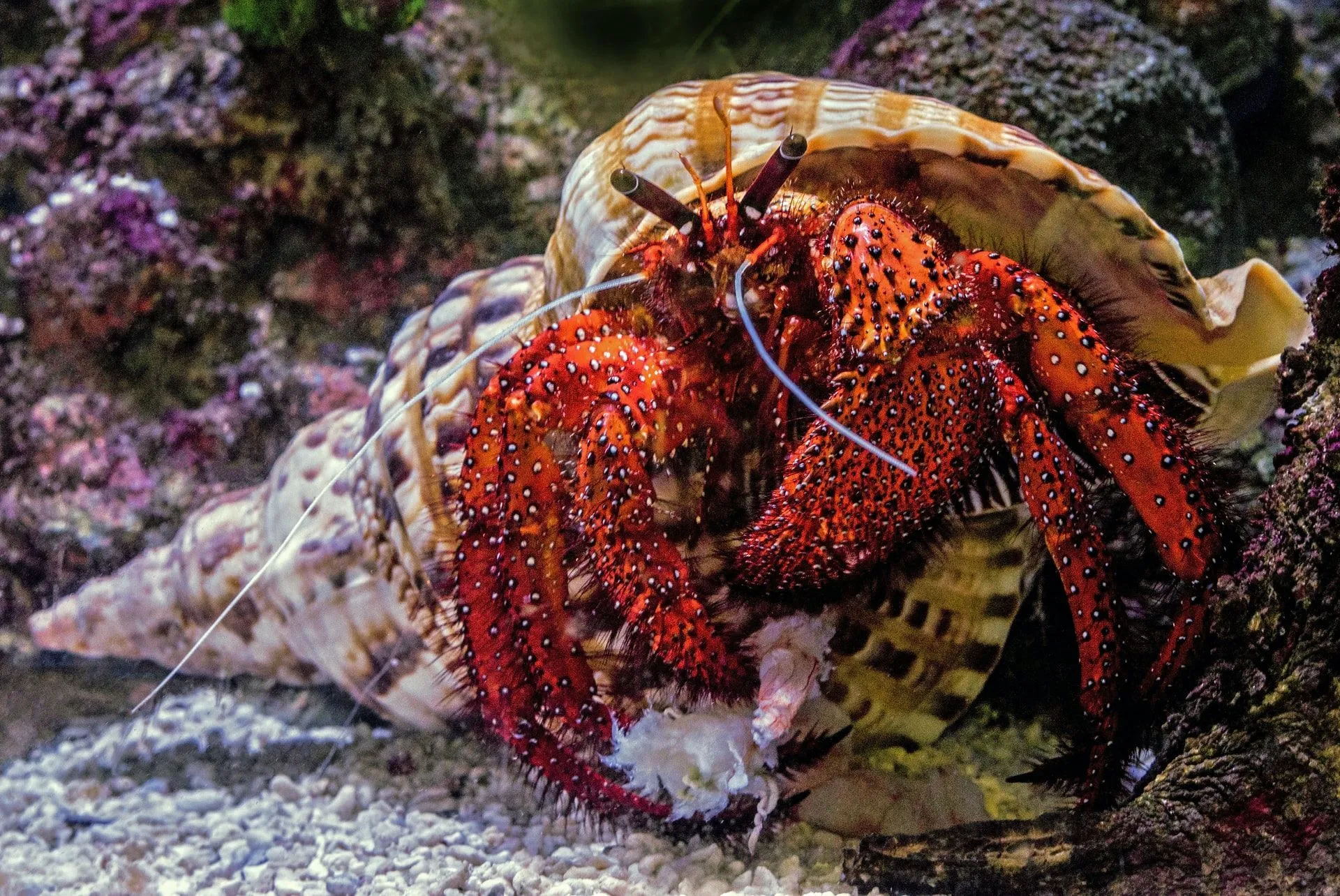 Discover good hermit crab names for your new pet.